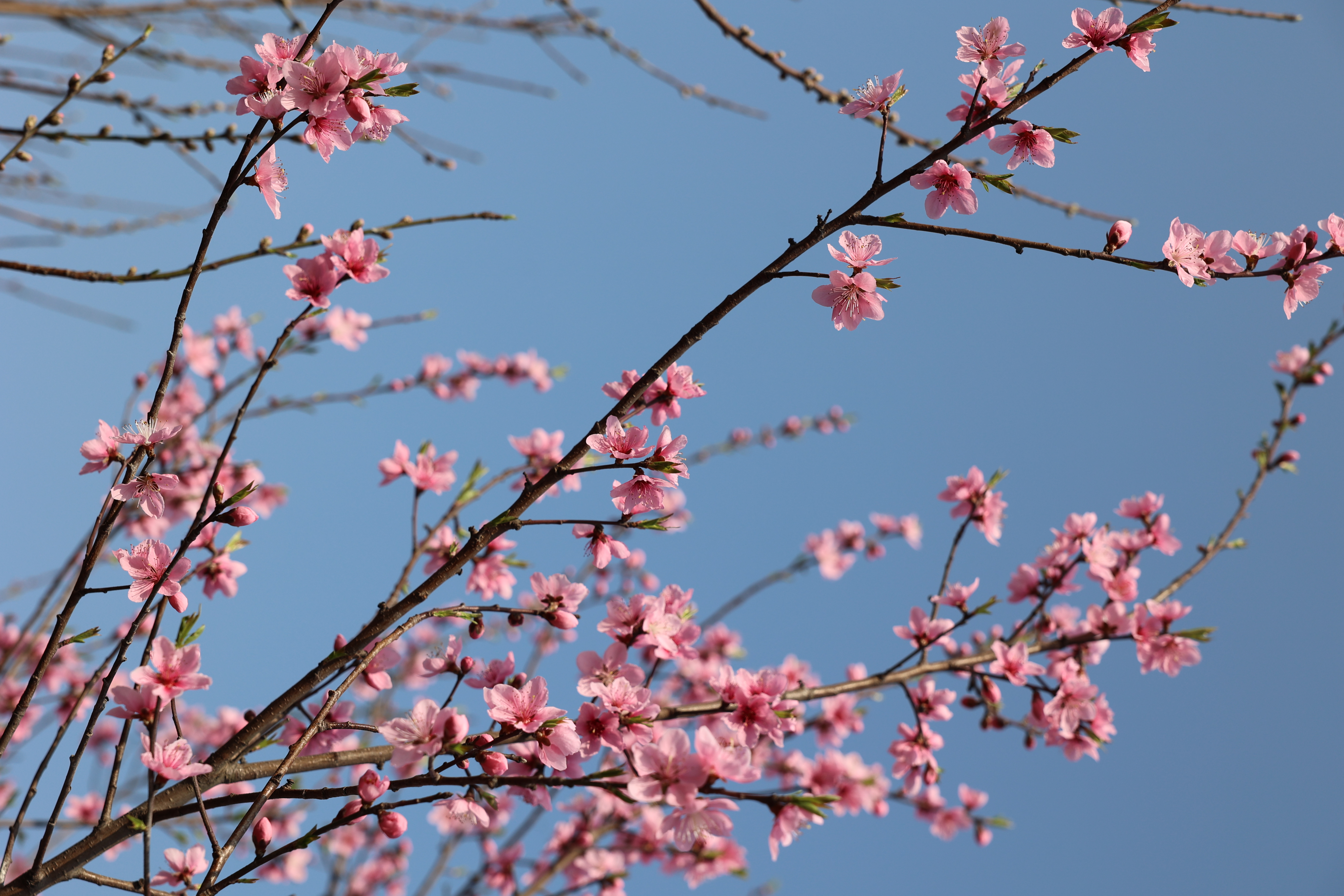 春風(fēng)十里，植樹有你?？靵韰⒓尤窳x務(wù)植樹活動(dòng)吧！